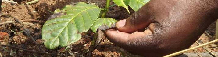 Uganda-podpora-pestitelu-kavy
